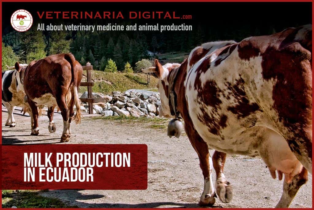 Milk production in Ecuador