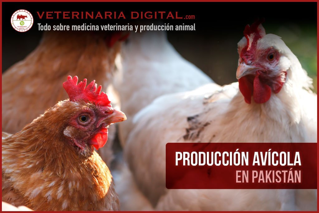 Producción avícola en Pakistán
