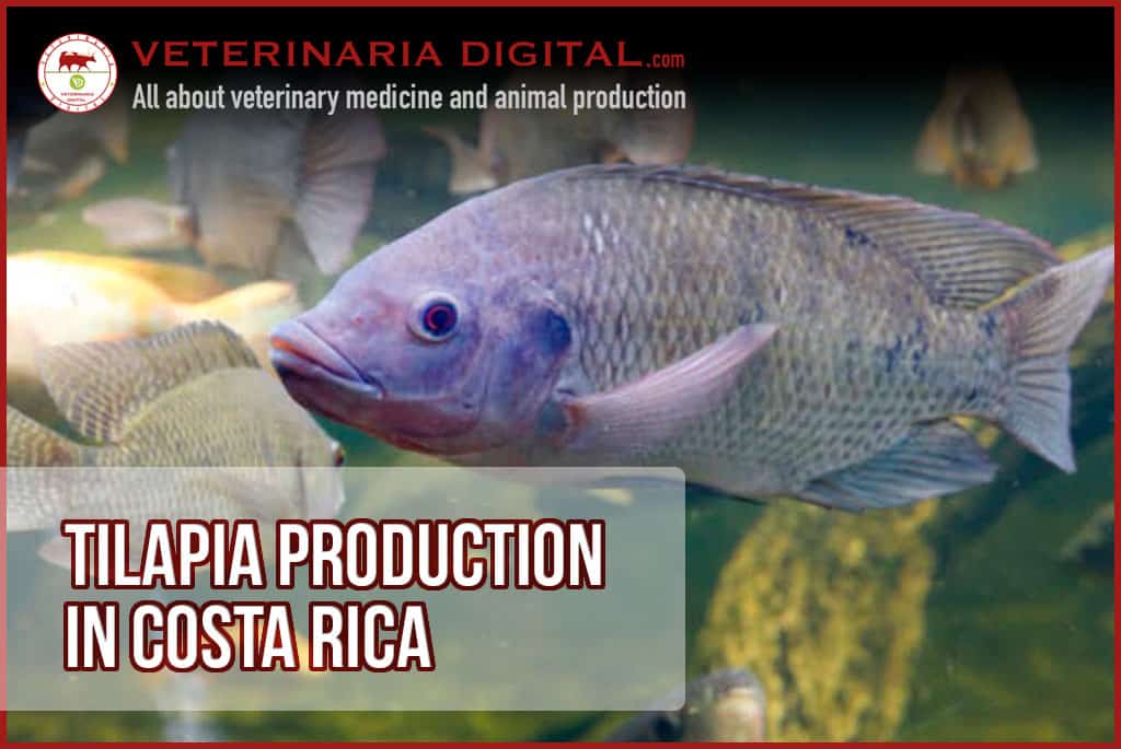 Tilapia production in Costa Rica