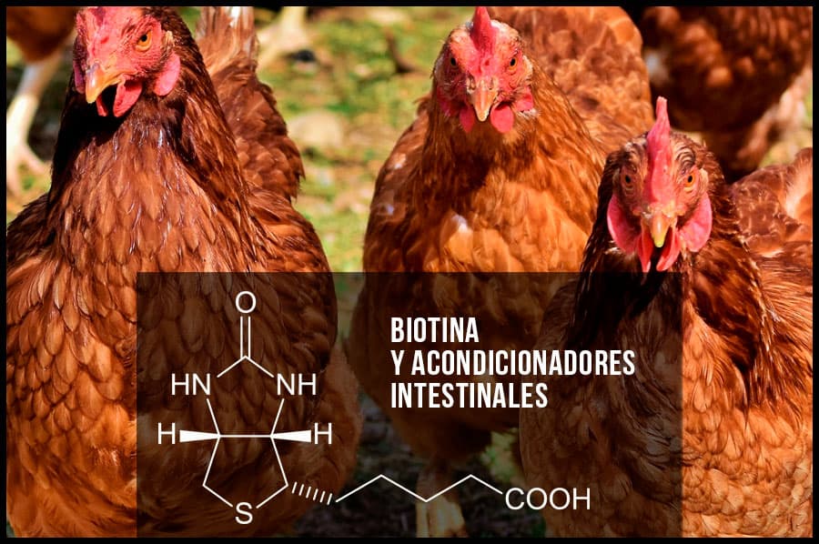 Biotina y acondicionadores intestinales