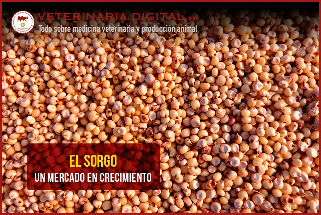 El sorgo, un mercado en crecimiento
