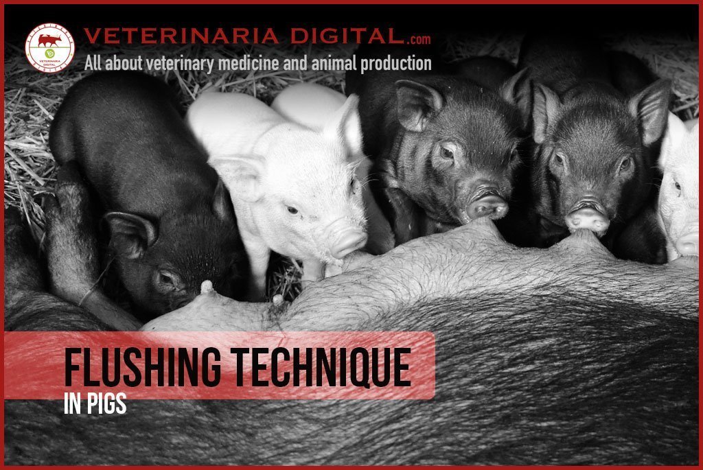 Flushing technique in pigs