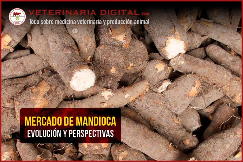 Mercado de mandioca: evolución y perspectivas