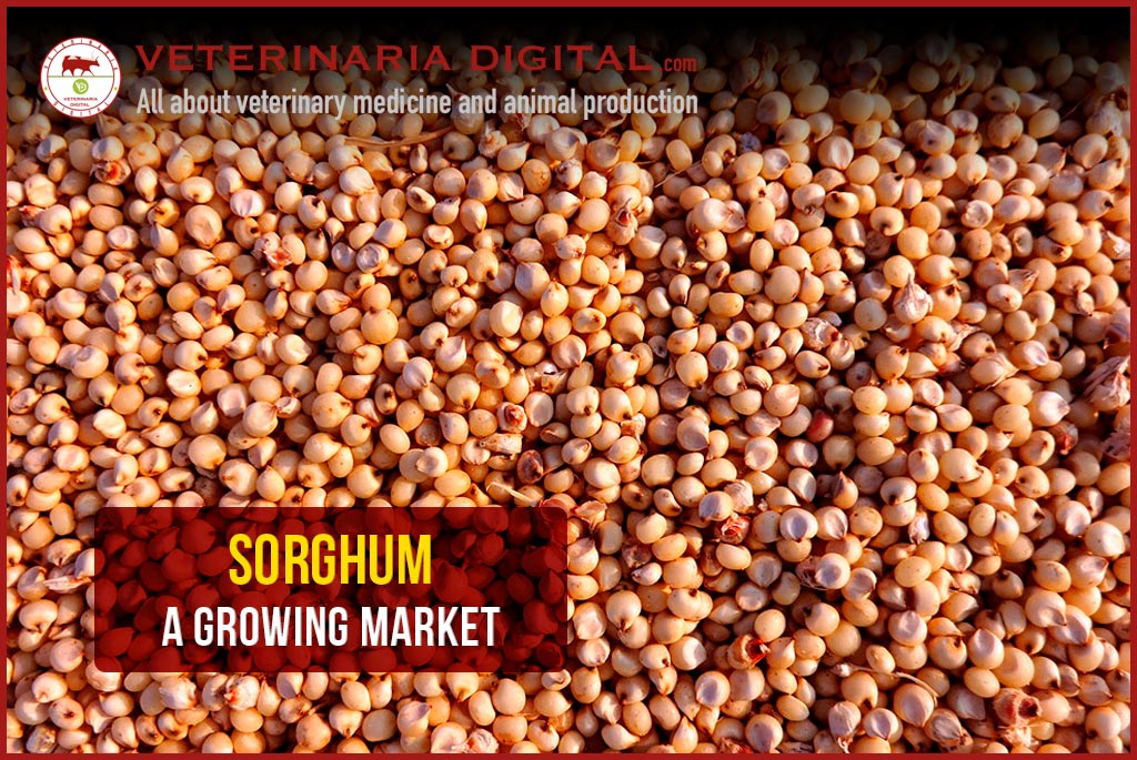 Sorghum, a growing market