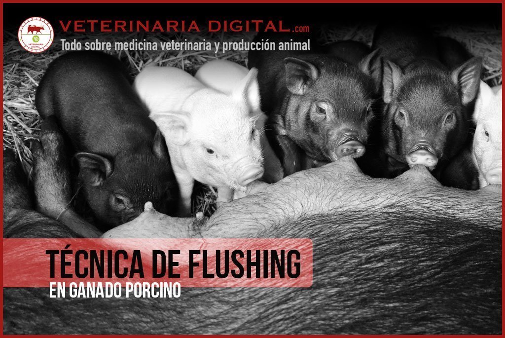 Técnica de Flushing en ganado porcino
