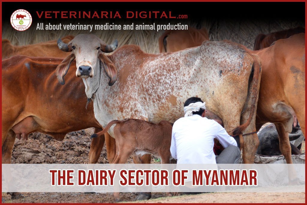 The dairy sector of Myanmar
