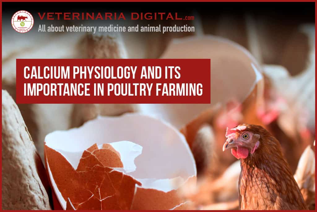 Calcium physiology and its importance in poultry farming