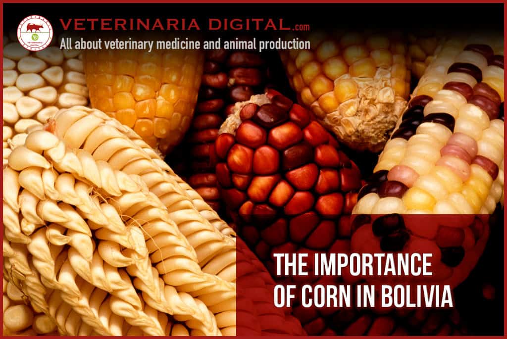 The importance of corn in Bolivia