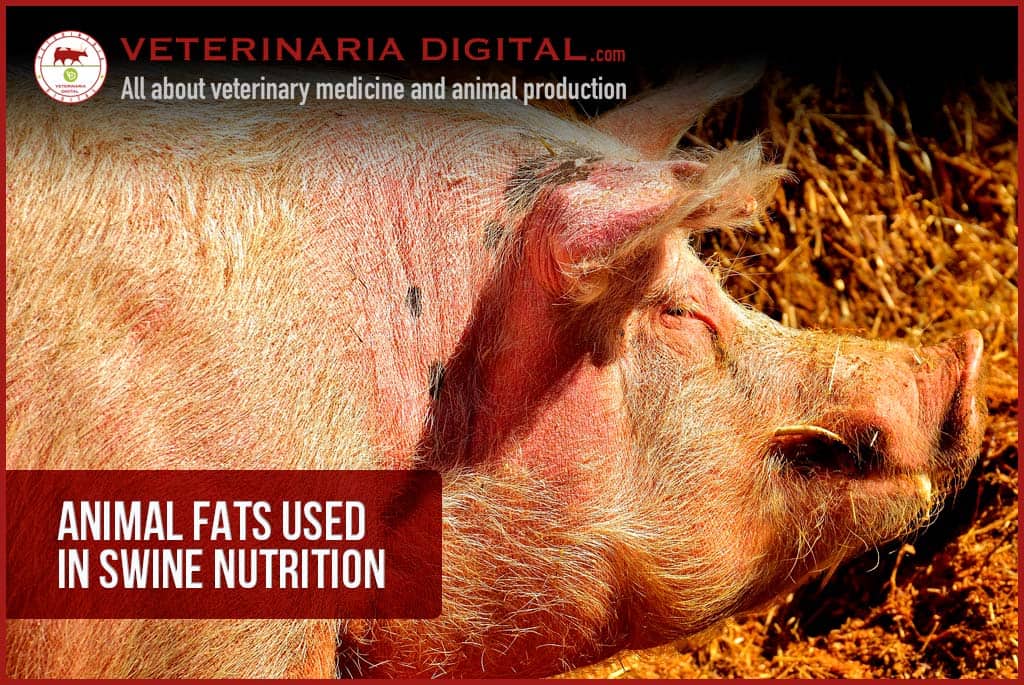 Animal fats used in swine nutrition