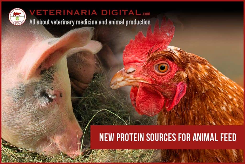 New protein sources for animal feed