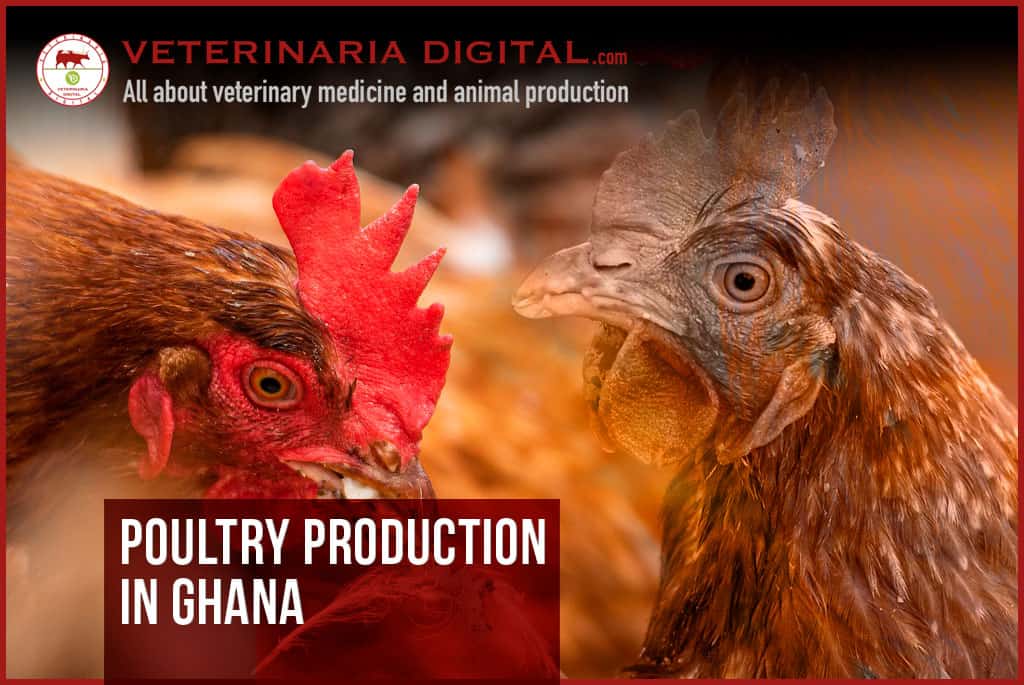 Poultry production in Ghana