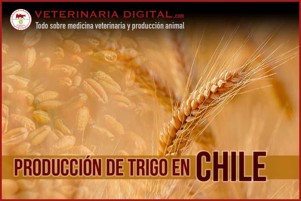 Producción de trigo en Chile