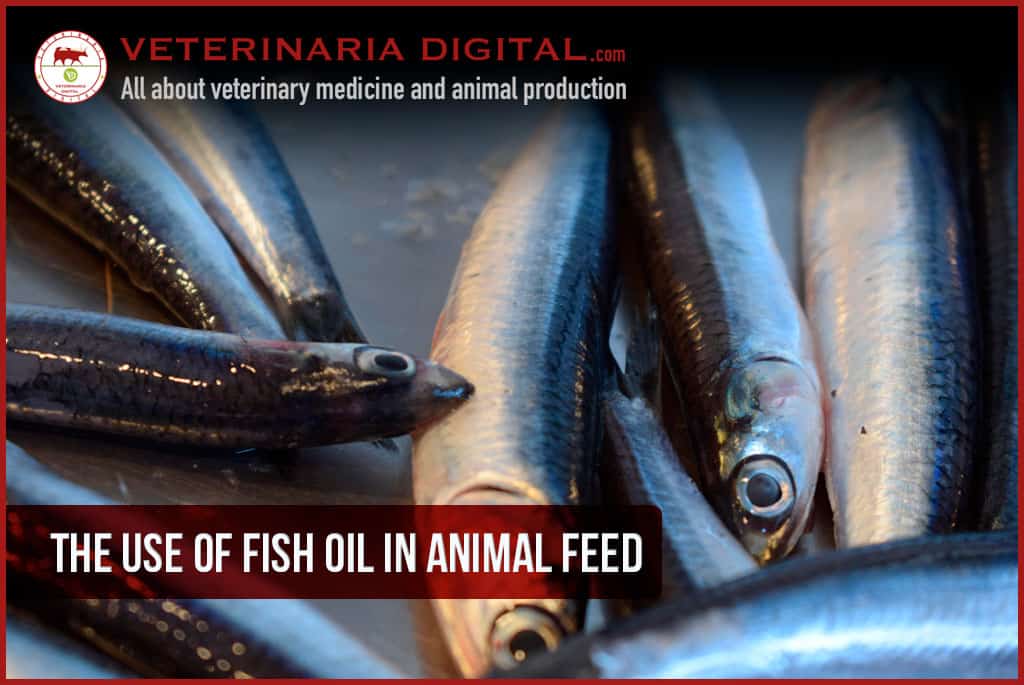 The use of fish oil in animal feed