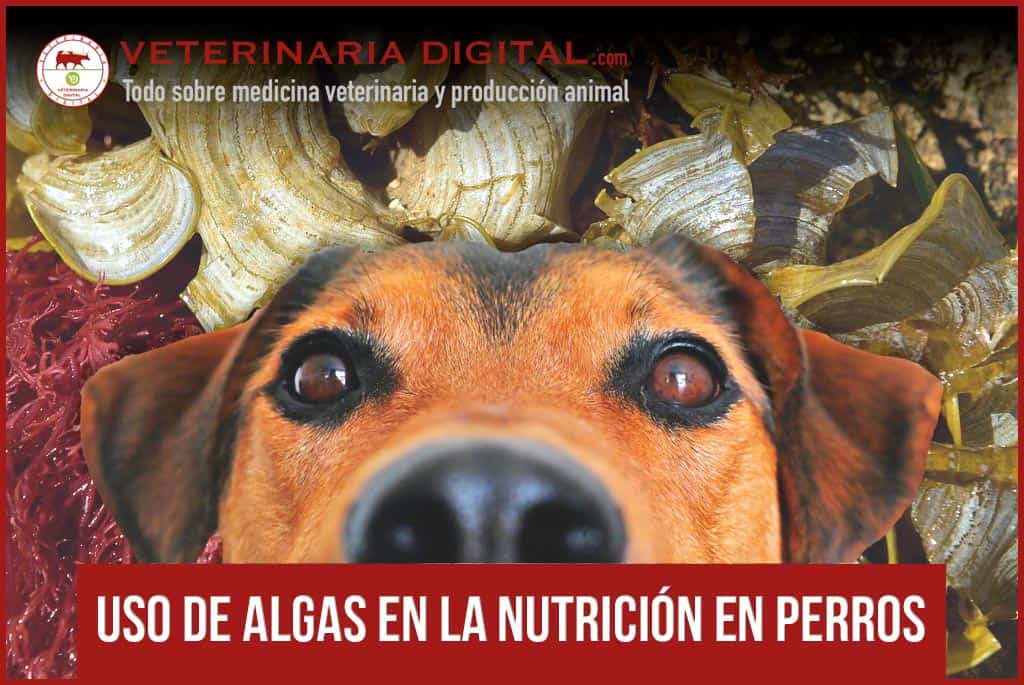 Uso de algas en la nutrición en perros