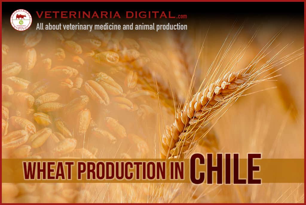 Wheat production in Chile