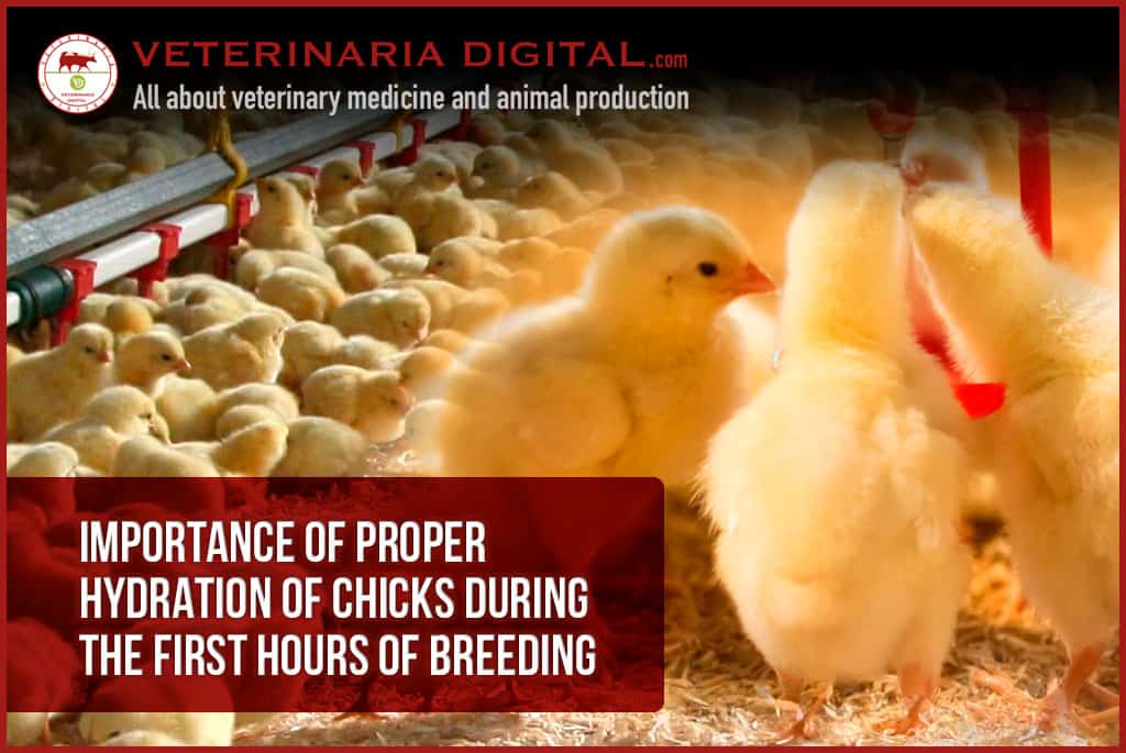 Importance of proper hydration of chicks during the first hours of breeding