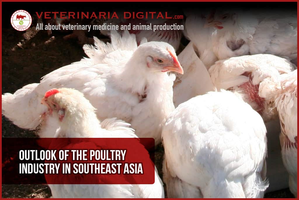 Outlook of the poultry industry in Southeast Asia