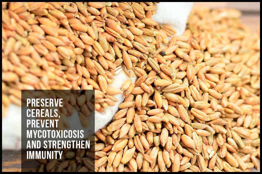 Preserve cereals, prevent mycotoxicosis and strengthen immunity