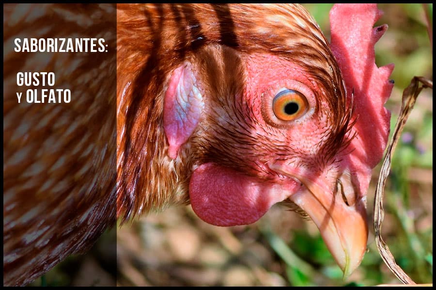 Saborizantes: gusto y olfato