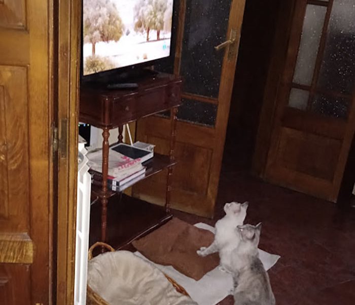 Mirando la televisión