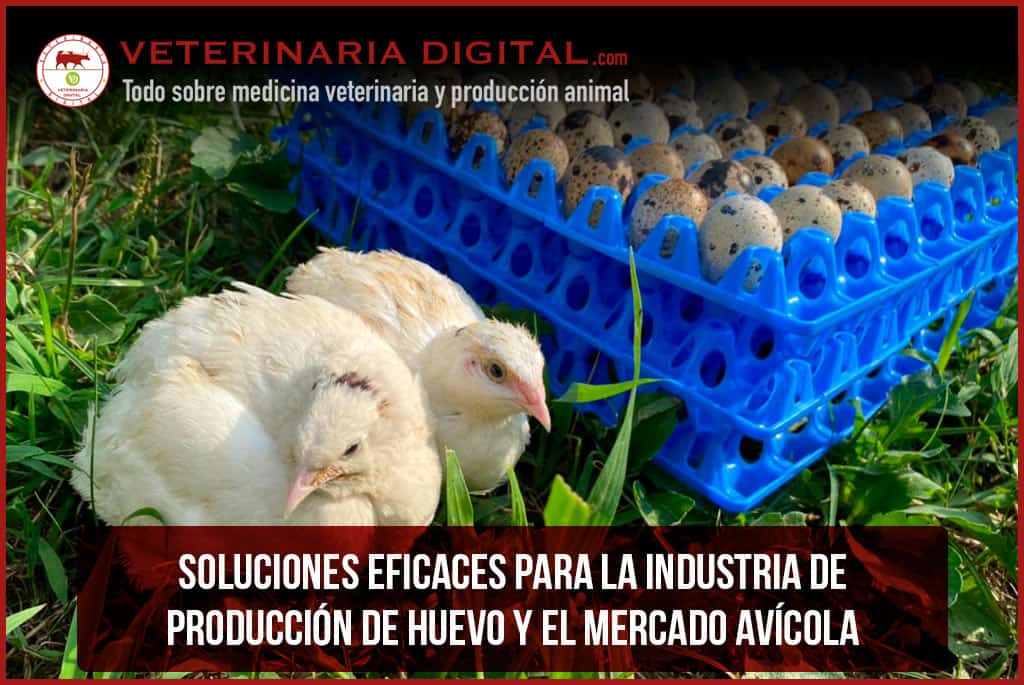 Soluciones eficaces para la industria de producción de huevo y el mercado avícola
