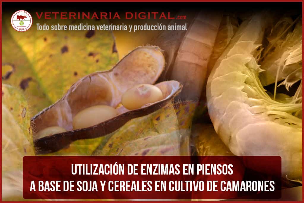 Utilización de enzimas en piensos a base de soja y cereales en cultivo de camarones