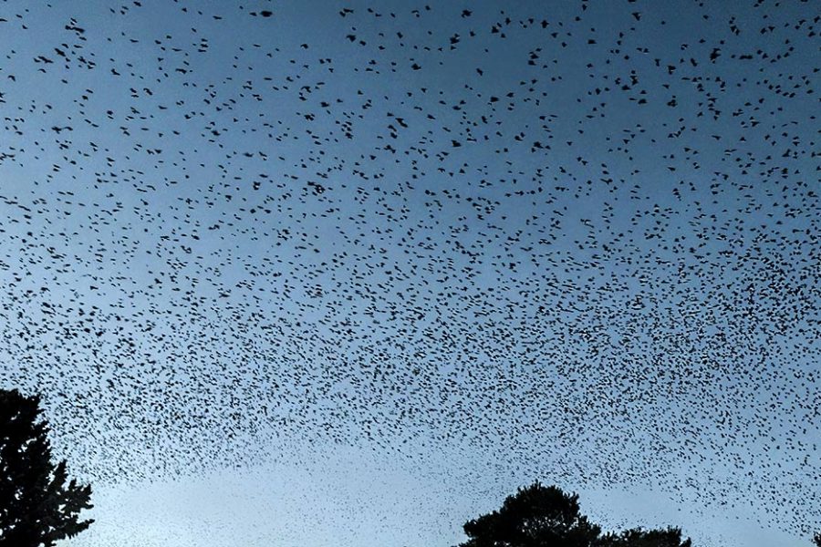 AVES MIGRATORIAS