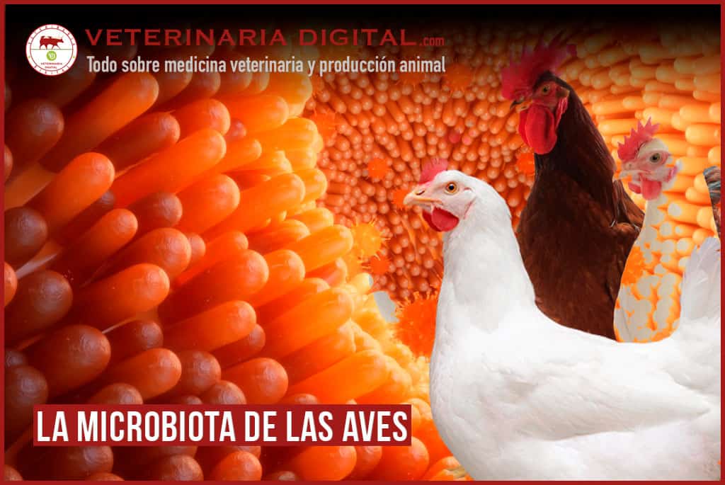 La microbiota de las aves