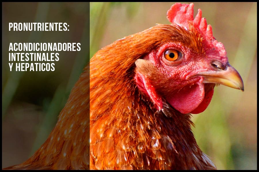 Pronutrientes: acondicionadores intestinales y hepaticos