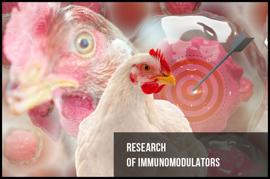Research of immunomodulators