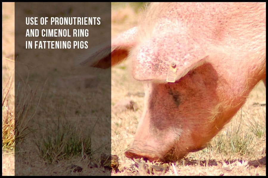 Use of pronutrients and cimenol ring in fattening pigs