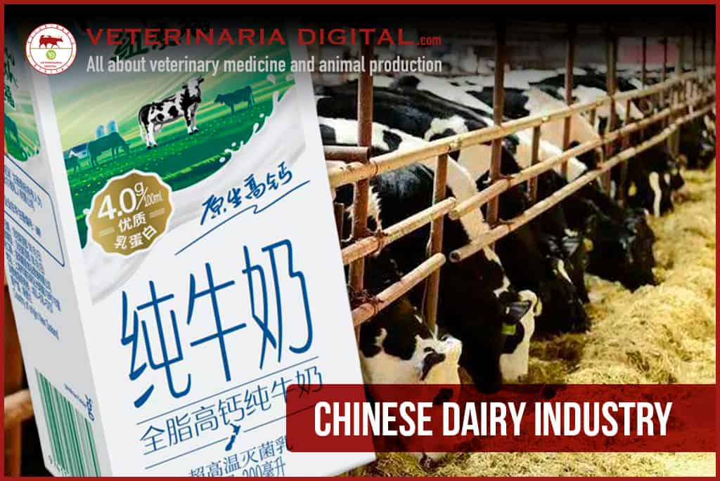 Chinese dairy industry