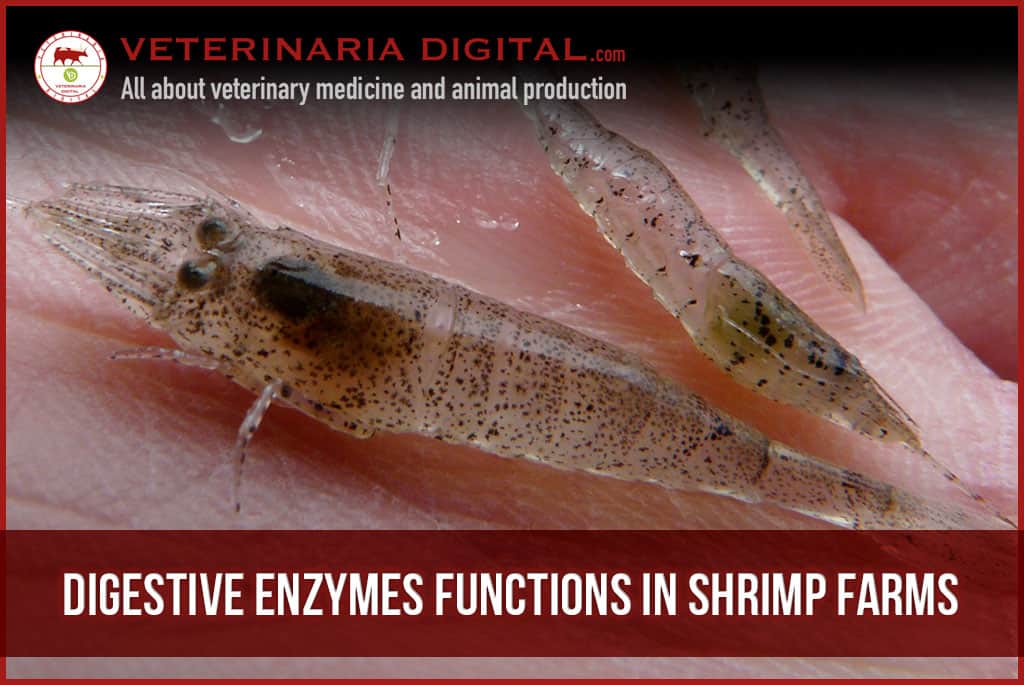 Digestive enzymes functions in shrimp farms
