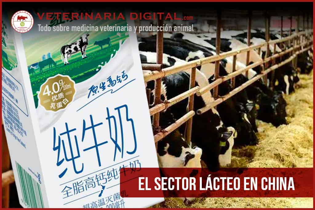 El sector lácteo en China
