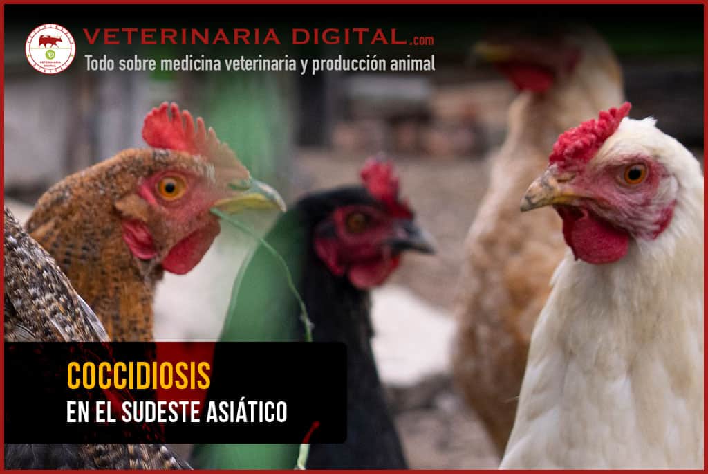 Coccidiosis en el Sudeste Asiático