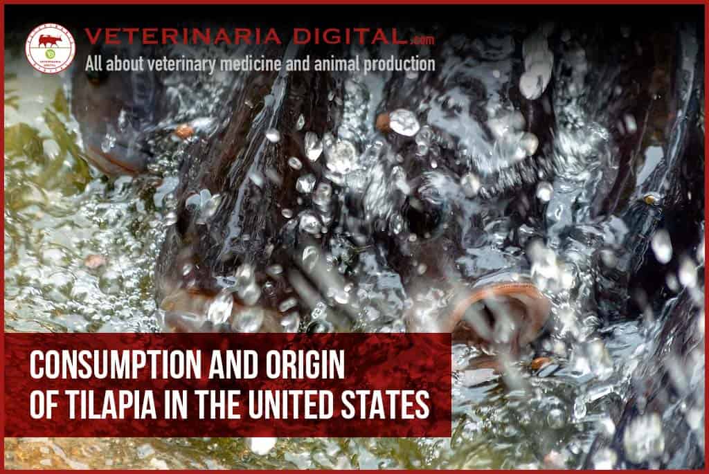 Consumption and origin of tilapia in the United States