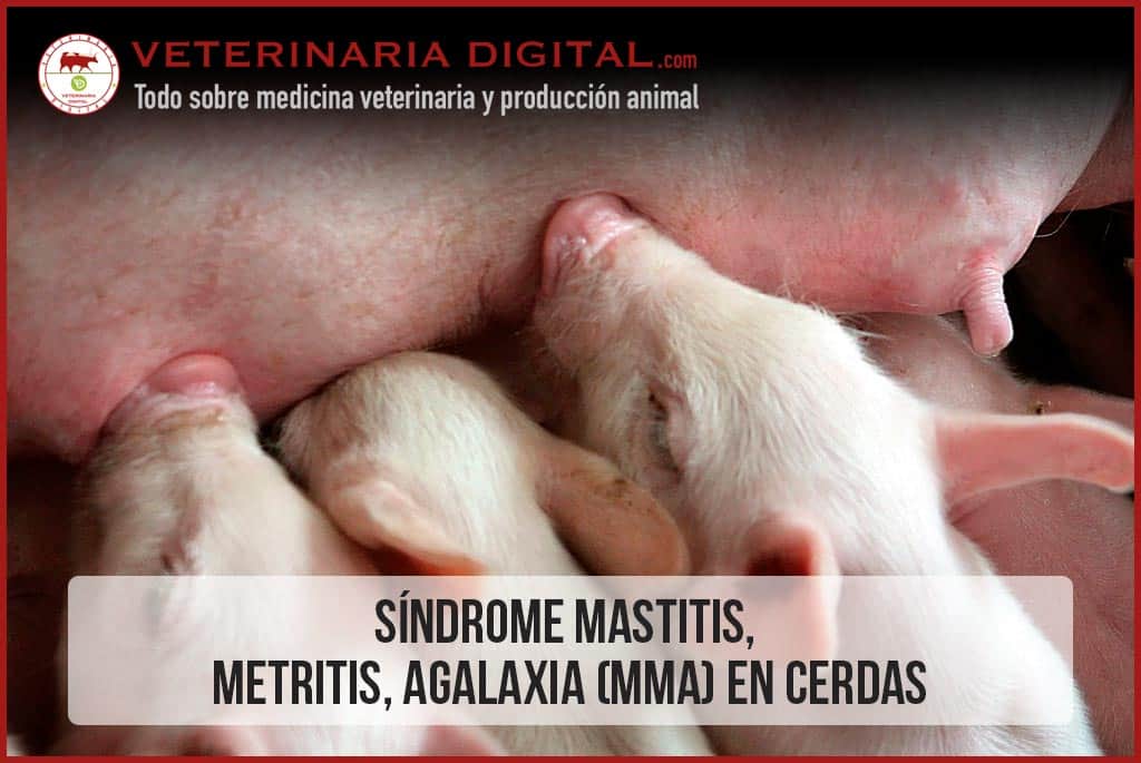 Síndrome Mastitis, Metritis, Agalaxia (MMA) en Cerdas