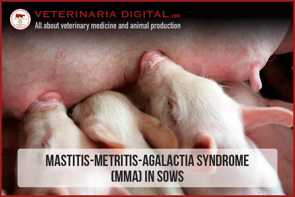 Mastitis-metritis-agalactia syndrome (MMA) in Sows