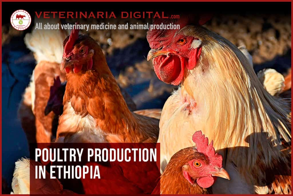 Poultry production in Ethiopia