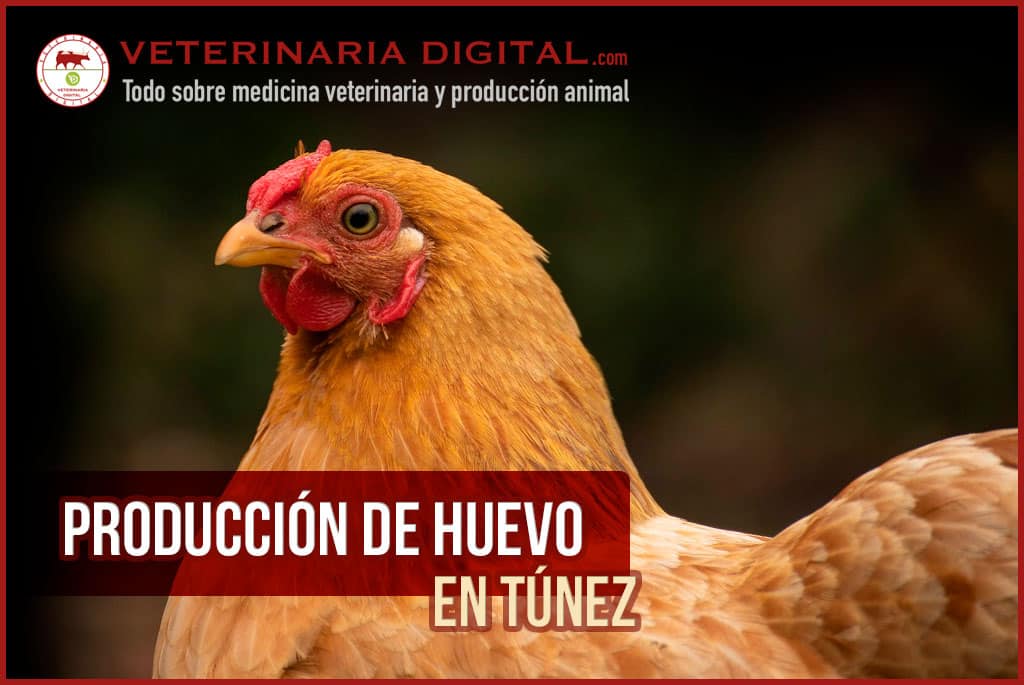 Producción de huevo en Túnez