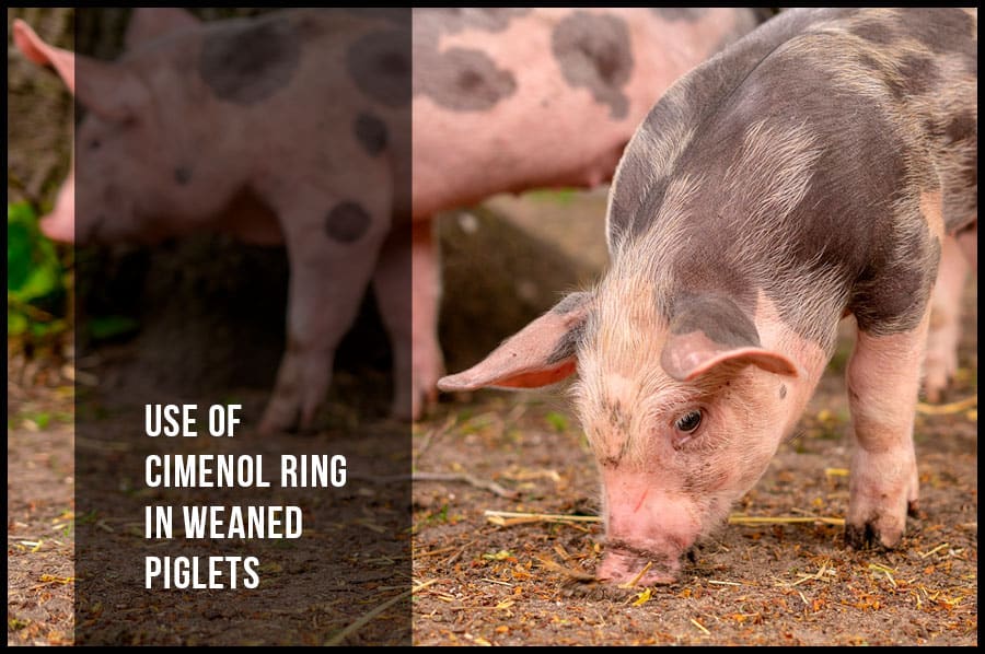 Use of cimenol ring in weaned piglets