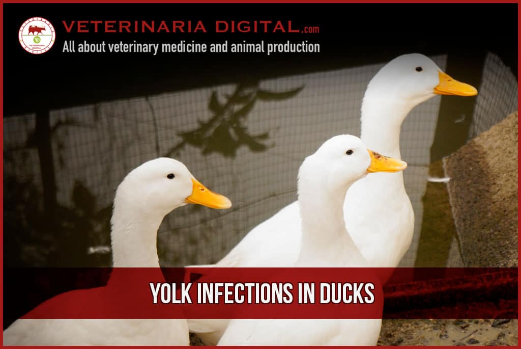 Yolk infections in ducks (1)