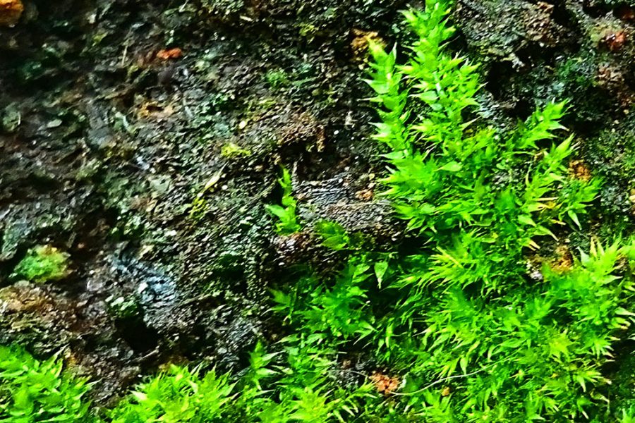 MOSS
