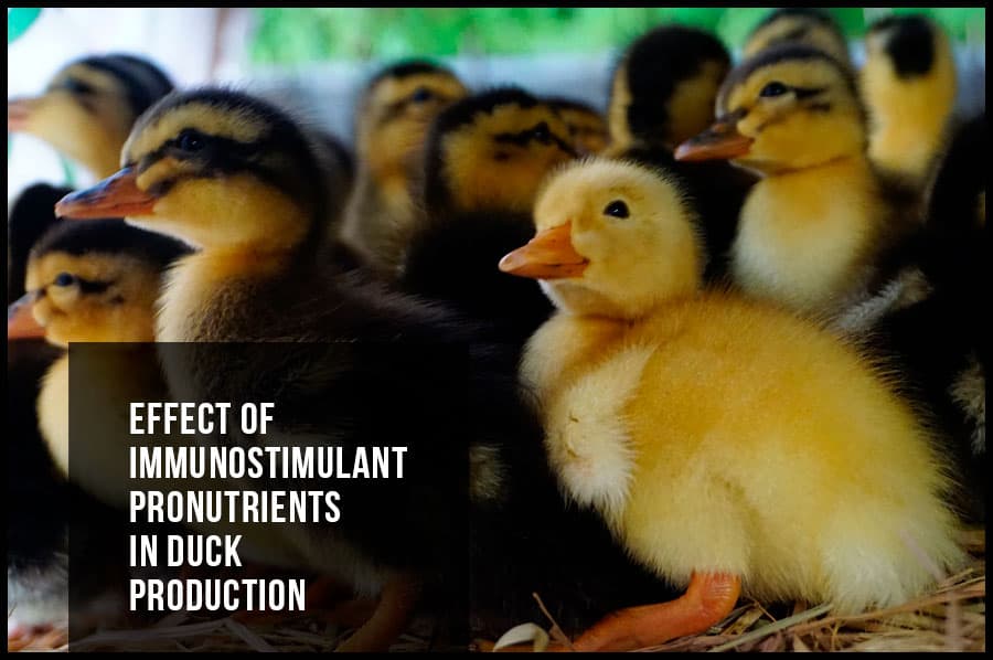 Effect of immunostimulant pronutrients in duck production