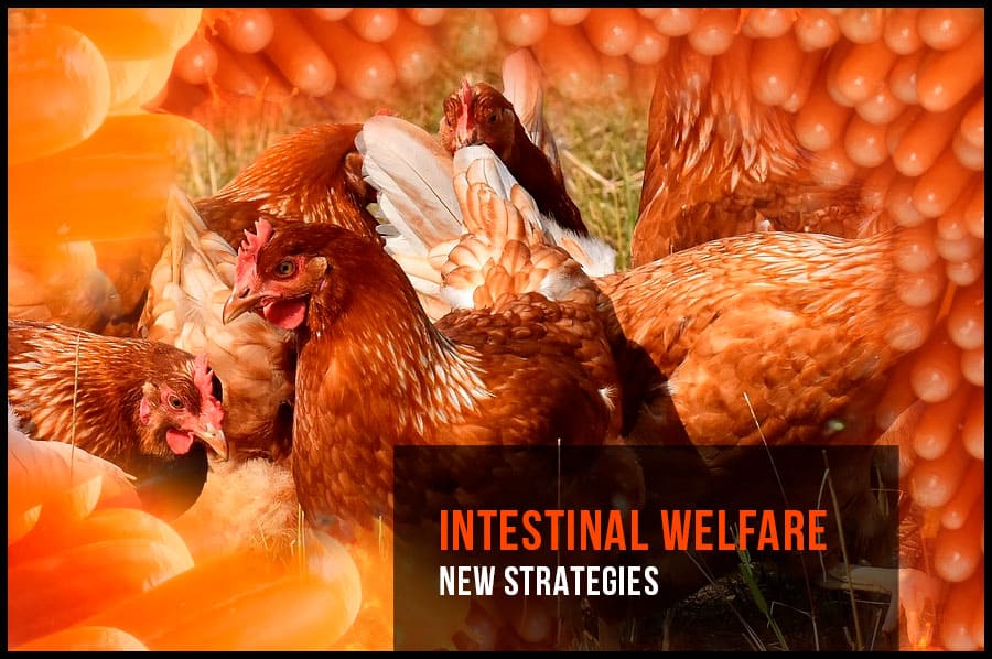 INTESTINAL WELFARE: New strategies