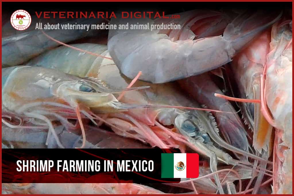 Shrimp farming in Mexico