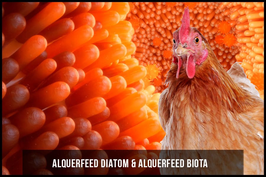 ALQUERFEED DIATOM & ALQUERFEED BIOTA