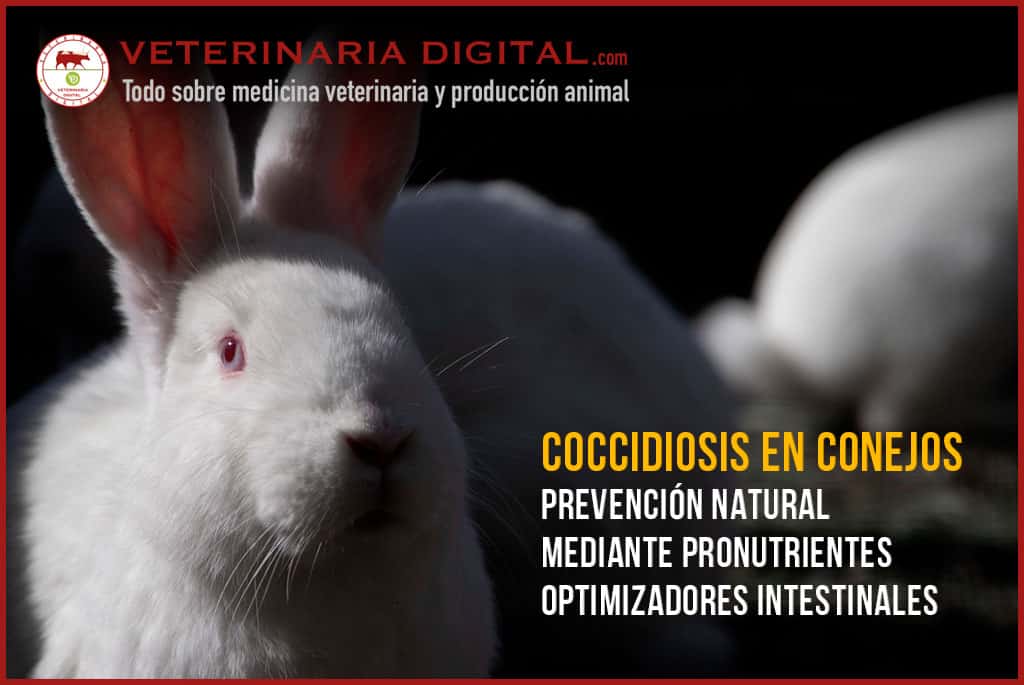 Coccidiosis en conejos. Prevención natural mediante pronutrientes optimizadores intestinales
