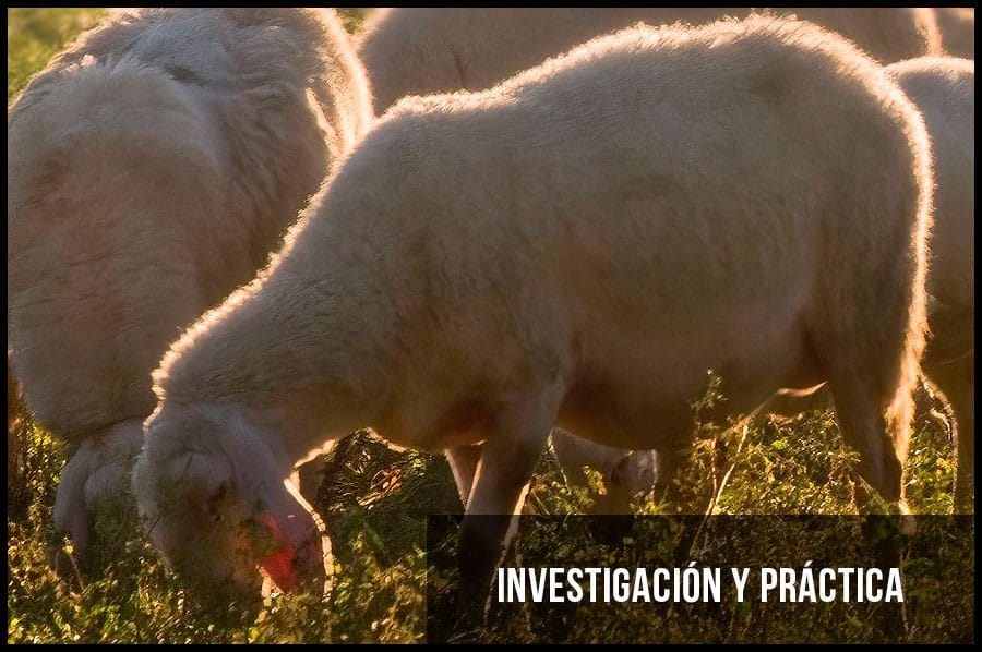 INVESTIGACIÓN Y PRÁCTICA