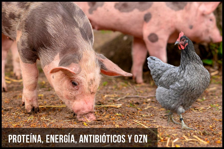 PROTEÍNA, ENERGÍA, ANTIBIÓTICOS Y OZn